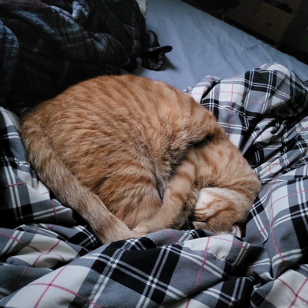 Meet your Posher, Niko